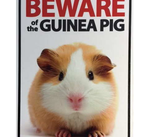 guinea pig - Barbara Jacobs & Co property solicitors