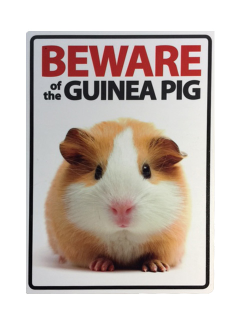 guinea pig - Barbara Jacobs & Co property solicitors